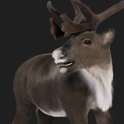 Reindeer