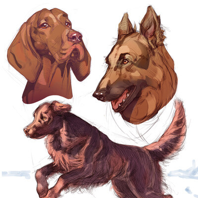 Dogs