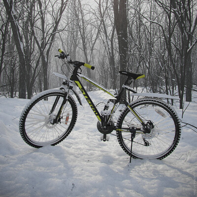 Winter foreat