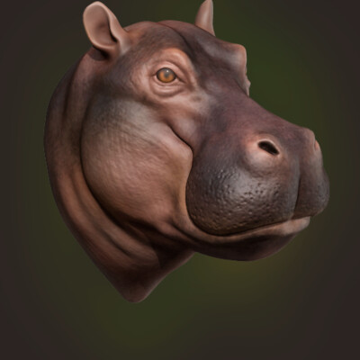 hippopotamus