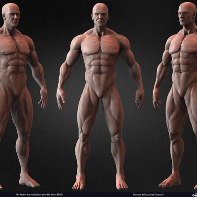 Muscular Male Anatomy Volume 2 3D Character sculpted by Yacine BRINIS