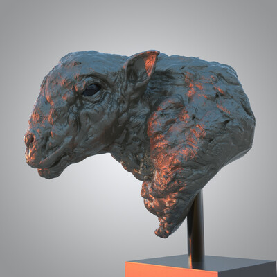 Angry sheep
