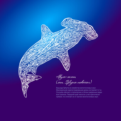 Stylized illustration of a hammerhead shark