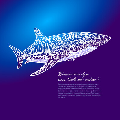 Stylized illustration of a Great White Shark