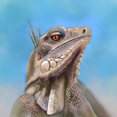 iguana