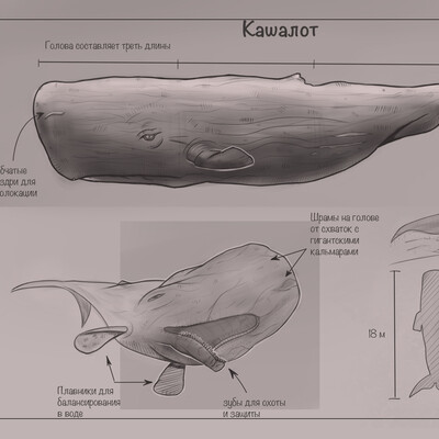 Whale-sperm whale