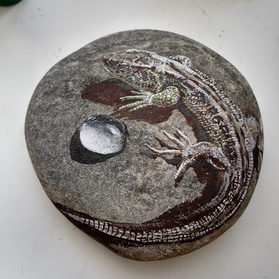 Lizard on the stone.