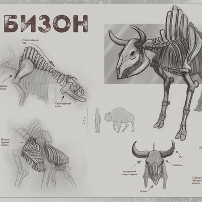 Bison Skeleton