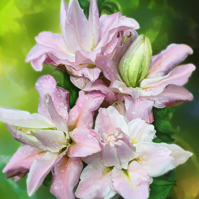 Lilies in bloom