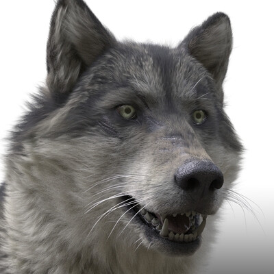 wolf