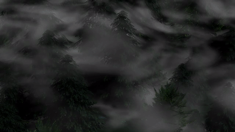 Foggy forest