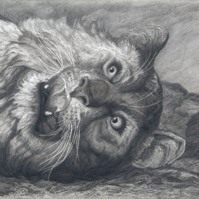 Frightened adolescent lion