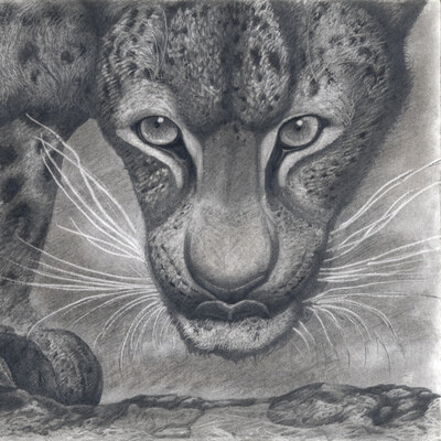 Far-Eastern Leopard's glance