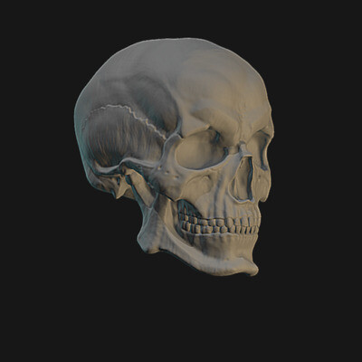 Scull. Student's work