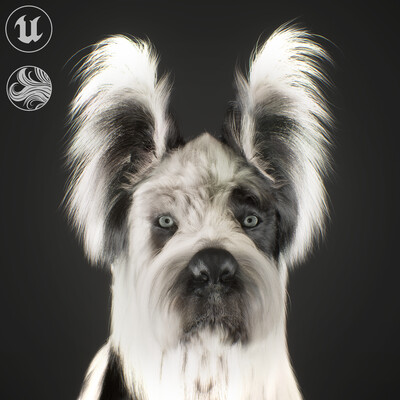 Real-Time Dog Grooming