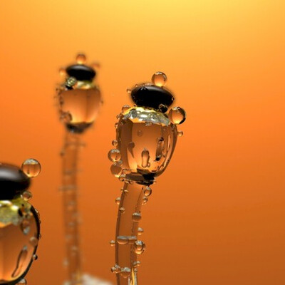 pilobolus crystallinus