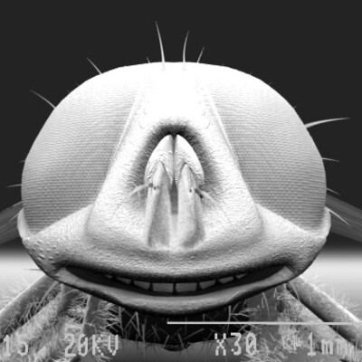 Evolyutsiya pod mikroskopom