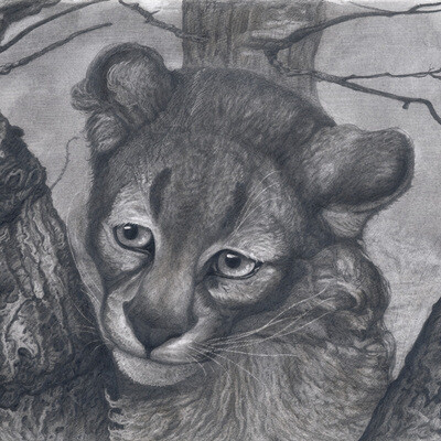 Cougar with bent head