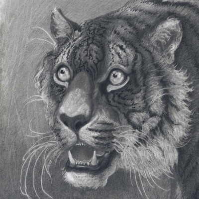 Frightened  tigress