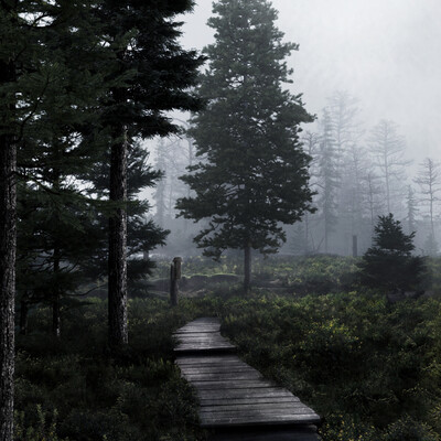 Along the path into the forest