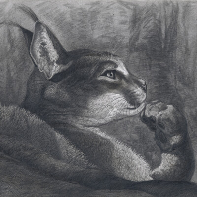 Brooding Caracal