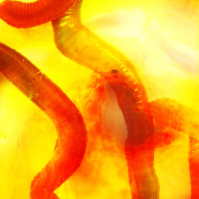 worms