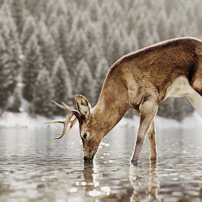 Hunter
