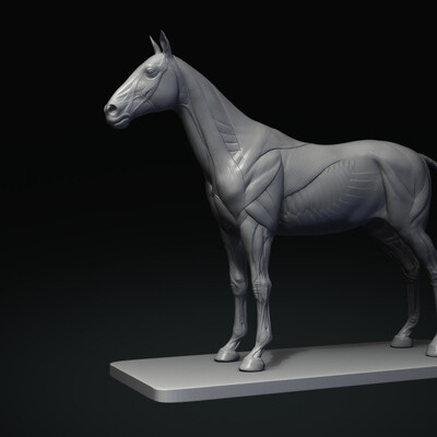 horse anatomy