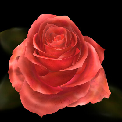 Rose