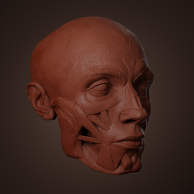 Head ecorche