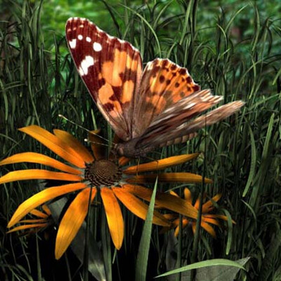 Butterfly (variant 2)