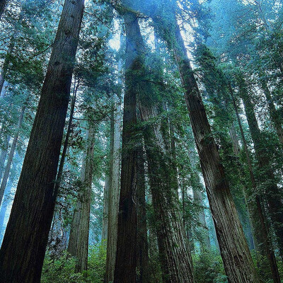 Lost world