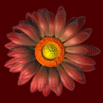 Herbera