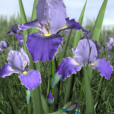 Irisyi