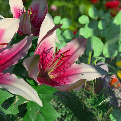 Lilii