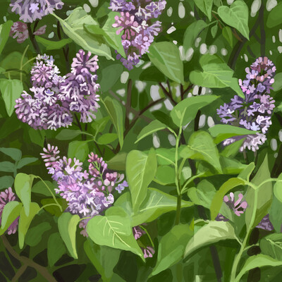 Lilac