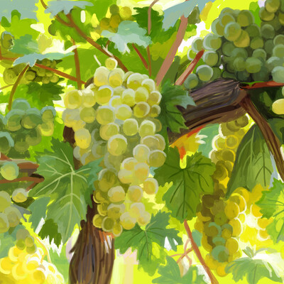 grape