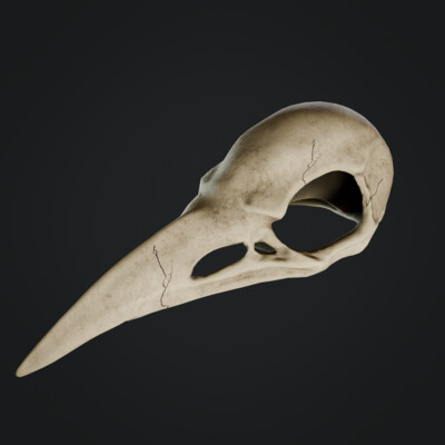 Bird skull