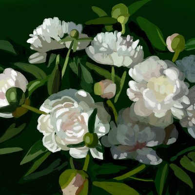peonies