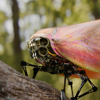 Insect