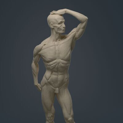 Ecorche anatomy study