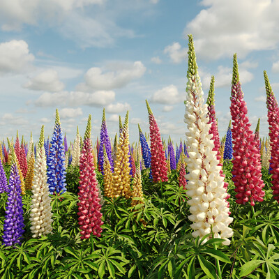 Lupines flowers
