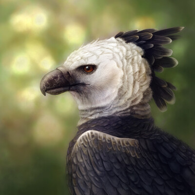 Harph eagle