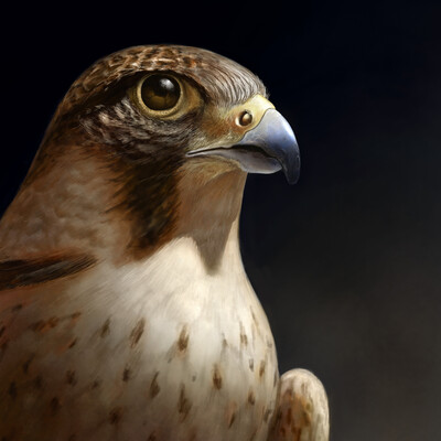 Peregrine
