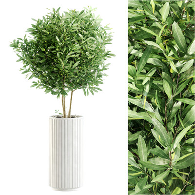 Indoor Plant stv