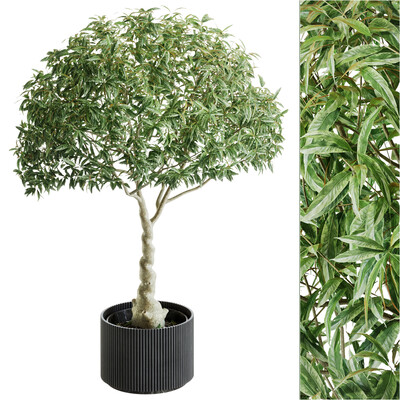 Indoor Plant stv