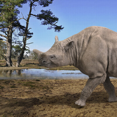 Megacerops coloradensis