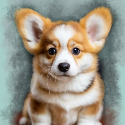 Corgi puppy