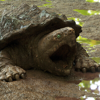 Alligator Snapping turtle
