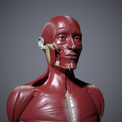 Facial anatomy practice